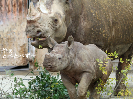 とべ動物園ヒガシクロサイのブログ:やぁ!とべとべずー