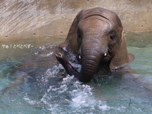 とべ動物園ブログ:砥愛、ララ、イオ、フー、リュウト、まんぷく