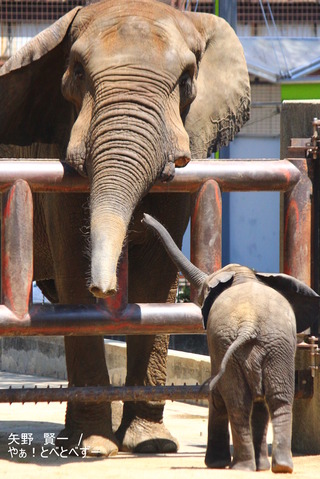 とべ動物園アフリカゾウの親子：アフ父さん、末娘の砥愛