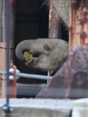 日本初!マルミミゾウの赤ちゃん誕生@安佐動物公園