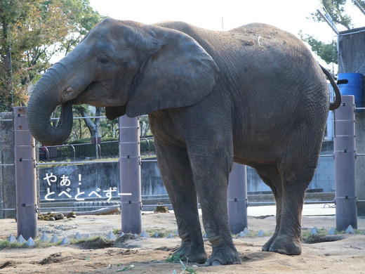 アフリカゾウ写真家：矢野賢一（やぁ！とべとべずー）