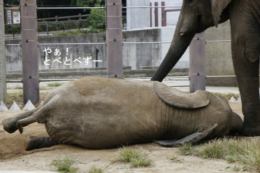アフリカゾウ、アジアゾウ大好きブログ：やぁ！とべとべずー