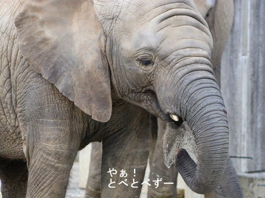 とべ動物園アフリカゾウ:氷を食べる子象の砥愛ちゃん