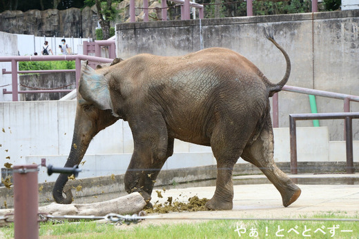 どうぶつな会～中居正広と動物に登場のアフリカゾウの赤ちゃん