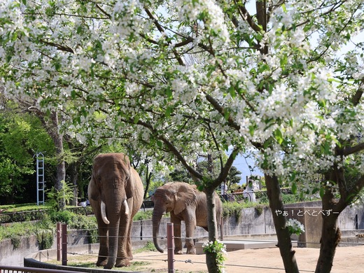 とべ動物園アフリカゾウの親子:リカ、砥愛