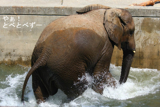 とべ動物園アフリカゾウ：媛（ヒメちゃん、メス、９歳）