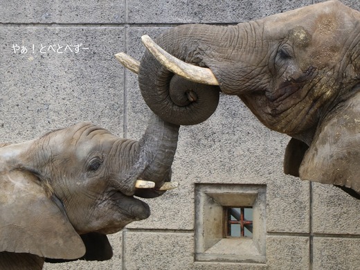 とべ動物園アフリカゾウのブログ：やぁ！とべとべずー