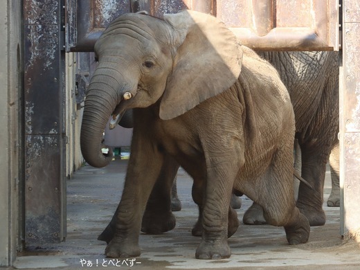 とべ動物園ブログ：やぁ！とべとべずー