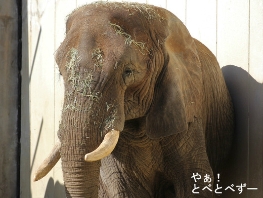 日本いちのアフリカゾウのお母さん象:リカさん(とべ動物園)