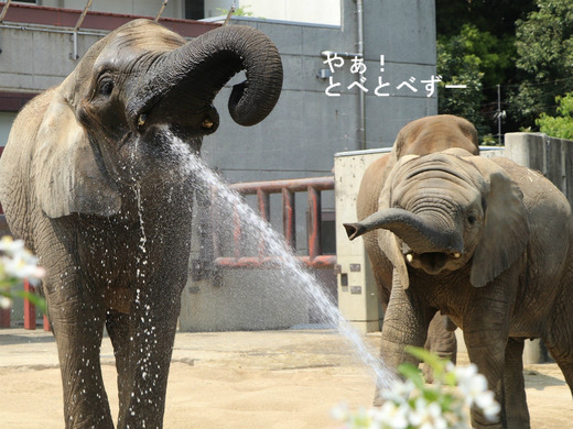アフリカゾウの仲良し姉妹：媛ちゃん、砥愛ちゃん