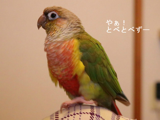 ウロコインコ（パイナップル）の『もみじ』さんのブログ