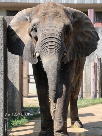 日本で初めて人工哺育で育った媛ちゃん：愛媛とべ動物園