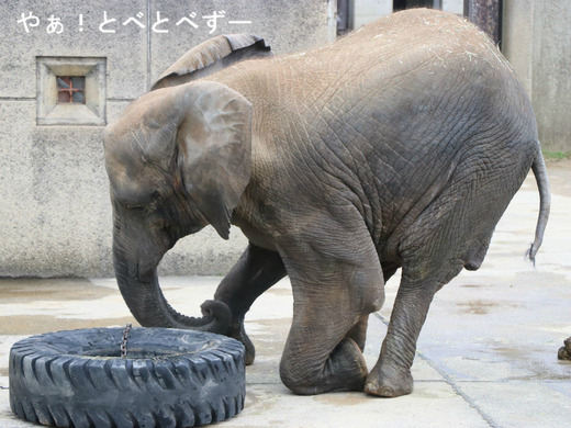 とべ動物園アフリカゾウ:媛ちゃん(メス、12歳)