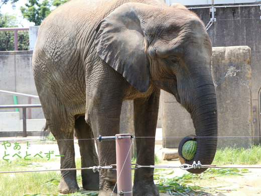 とべ動物園アフリカゾウ:媛ちゃん(メス、13歳)