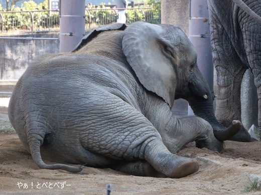とべ動物園アフリカゾウ：砥愛ちゃん（メス、８歳）