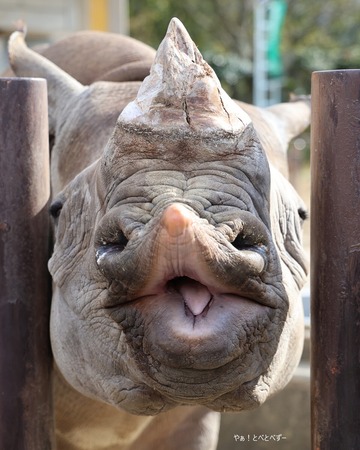 とべ動物園・動物サポーターズデー