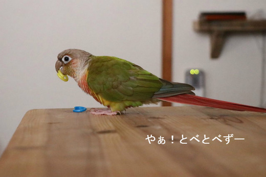 ウロコインコの躾：芸の教え方