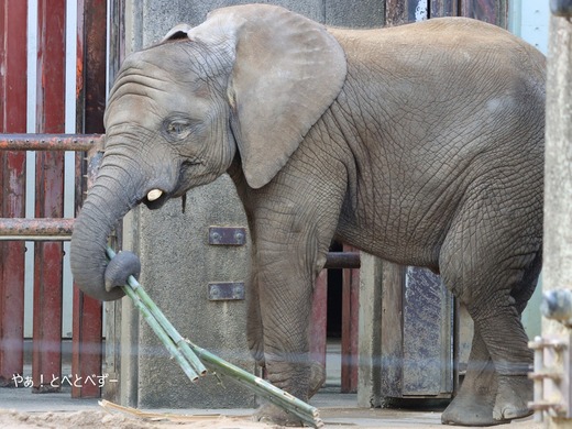 とべ動物園ブログ：砥愛、ネオ、茶々丸、ピース