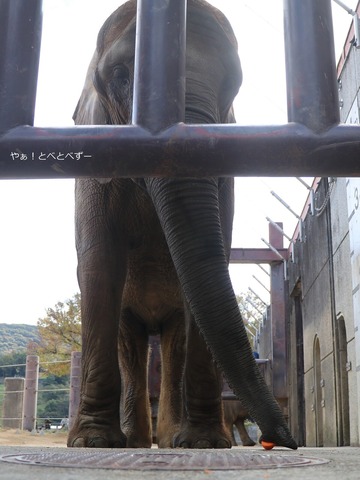 とべ動物園アフリカゾウ:媛ちゃん’(メス、18歳)