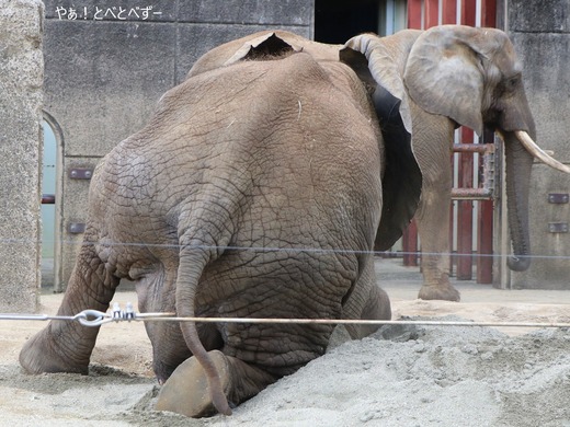 アフリカゾウの写真満載のブログ：やぁ！とべとべずー
