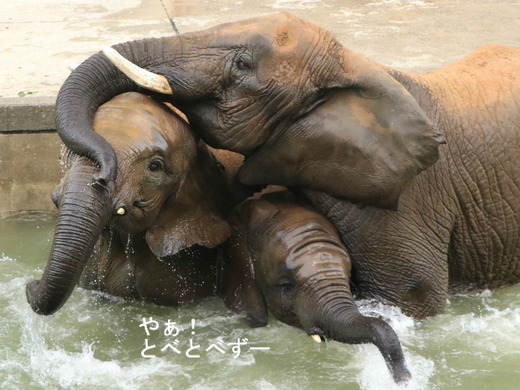 プールで遊ぶアフリカゾウの家族：リカ、媛、砥愛