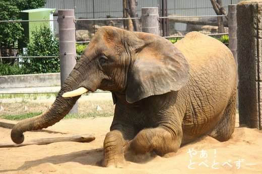 とべ動物園アフリカゾウの