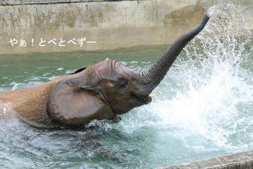 とべ動物園アフリカゾウの砥愛ちゃん