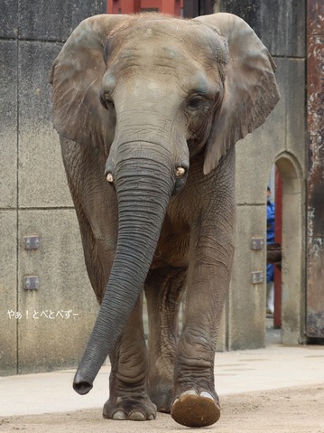 とべ動物園アフリカゾウのブログ：やぁ！とべとべずー