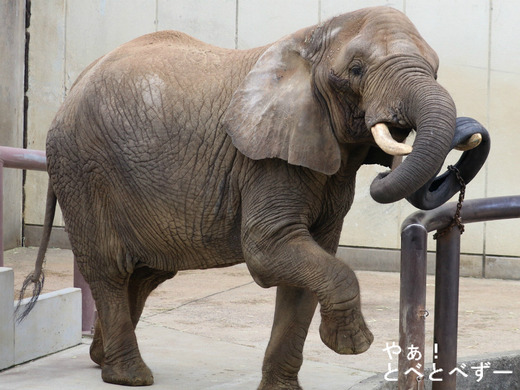 とべ動物園ブログ:やぁ!とべとべずー