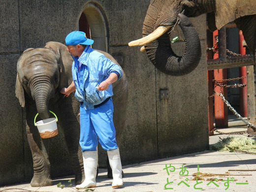 アフリカゾウレジェンド飼育員の椎名修さん