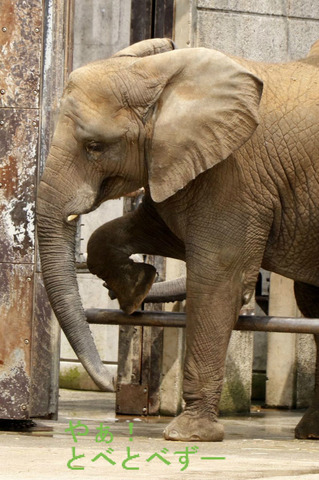 とべ動物園アフリカゾウ：媛ちゃん（メス、１０歳）