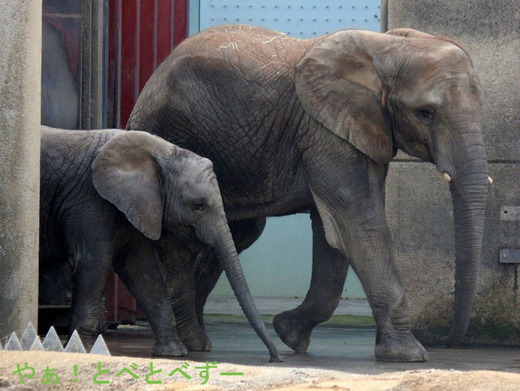 とべ動物園ブログ：やぁ！とべとべずー