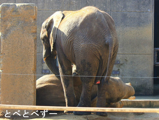 アフリカゾウの媛：砥夢くんと砥愛ちゃんのお姉さん象