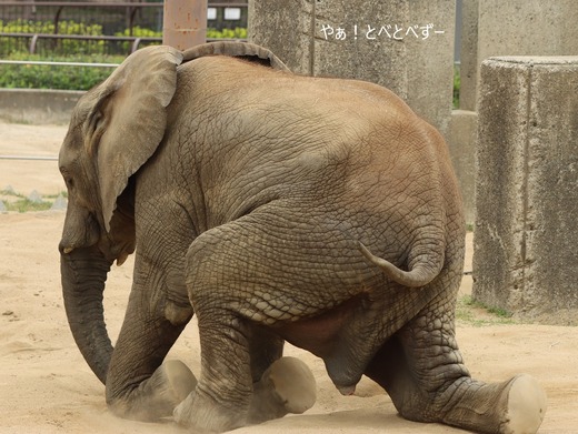 日本で唯一血縁関係のあるアフリカゾウの親子が暮らす愛媛とべ動物園