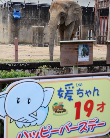 とべ動物園アフリカゾウのブログ：やぁ！とべとべずー