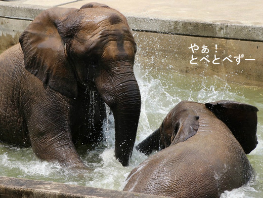 プールで遊ぶアフリカゾウ：愛媛県立とべ動物園