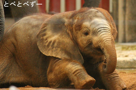とべ動物園アフリカゾウの親子：アフ（父）、リカ（母）