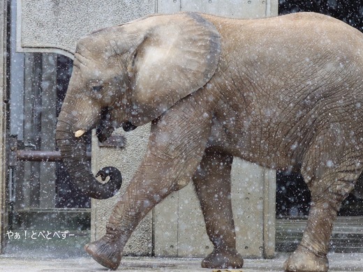 とべ動物園アフリカゾウ:砥愛ちゃん(メス、10歳)