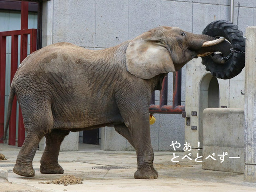 アフリカゾウのレジェンド飼育員の椎名修さんとリカ