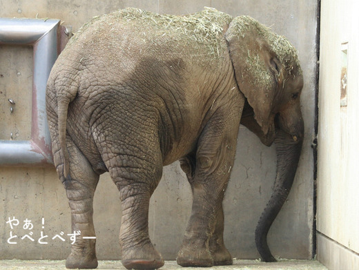 とべ動物園アフリカゾウ：砥愛ちゃん（メス、６歳）