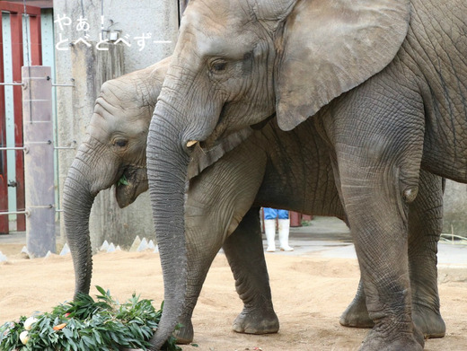 アフリカゾウの仲良し姉妹：媛ちゃん、砥愛ちゃん