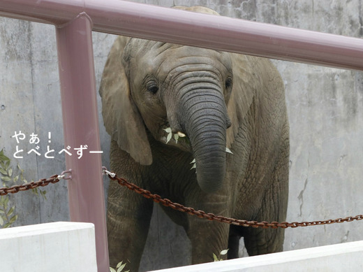 とべ動物園ブログ:砥愛、ピース、柑太郎、砥々丸