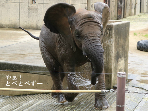 水掛け注意：愛媛県立とべ動物園アフリカゾウ