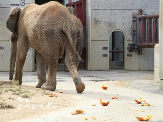 とべ動物園アフリカゾウのブログ:やぁ!とべとべずー