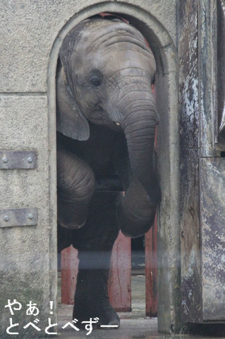 とべ動物園アフリカゾウのブログ：やぁ！とべとべずー