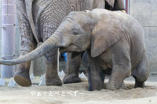 とべ動物園ブログ：砥愛、ティア、フー、ピース