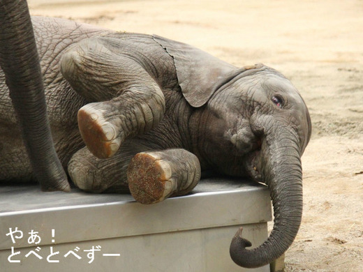 とべ動物園アフリカゾウの子象・砥愛（もうすぐ２歳）