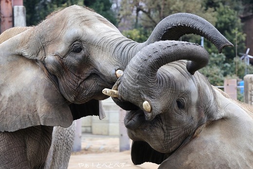 とべ動物園アフリカゾウの姉妹:媛ちゃん、砥愛ちゃん