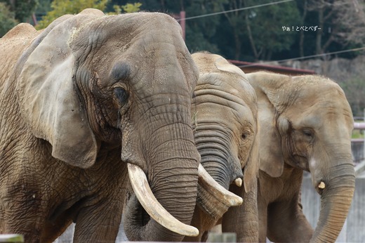 アフリカゾウの家族:リカ、砥愛、媛