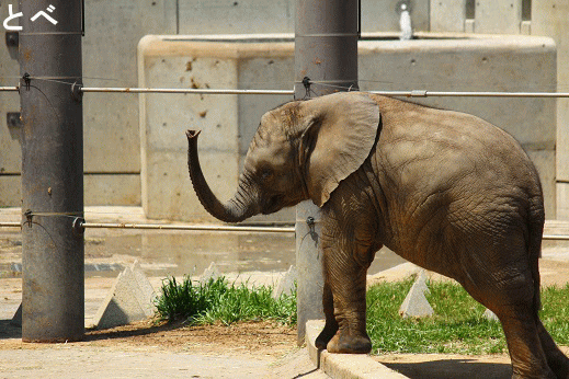 とべ動物園アフリカゾウのブログ：お鼻ブンブン丸